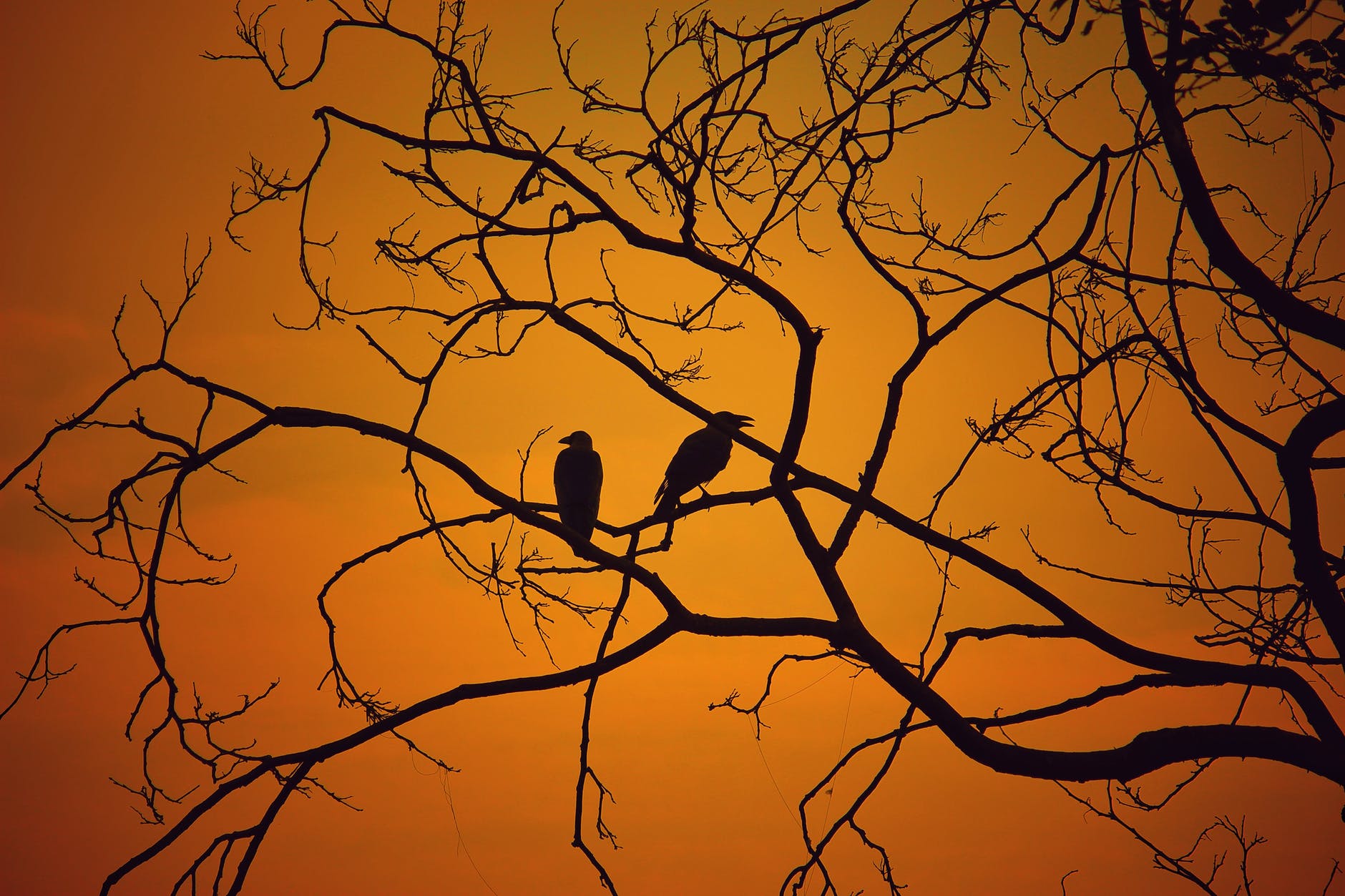 backlit birds branches dawn