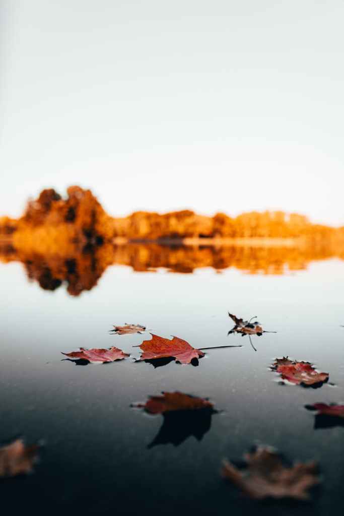 maple leaves on water