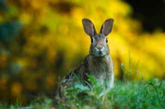 bunny rabbit alert