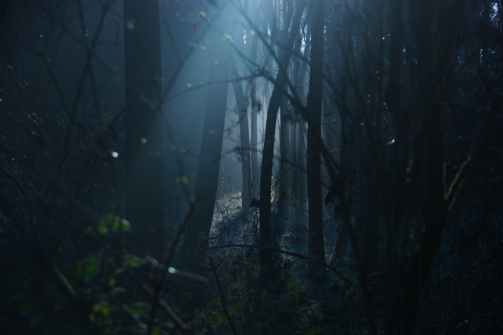 light coming through dark trees