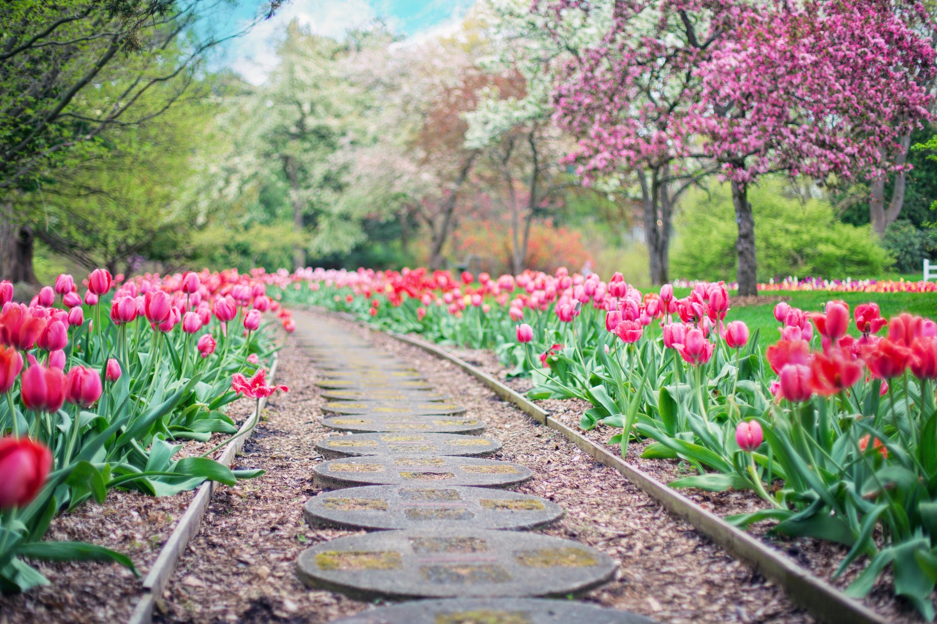 path with blossoms on both sides
